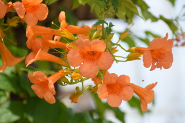 Orange trumpet vine creeper OR Orange jubilee(orange bells) OR tacoma alata ,native region is Argentina but found in many countries