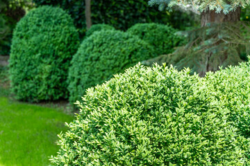 Boxwood Buxus sempervirens or European box in landscaped spring garden. Trimmed boxwood bushes with light green young leaves. Place for your text.