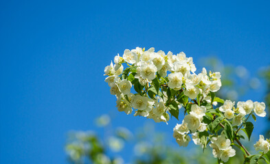 Jasmine white flowers Philadelphus coronarius sweet mock-orange in bloom. Flowering English dogwood wild on blue sky background. Selective focus close-up. Flower landscape for any wallpaper