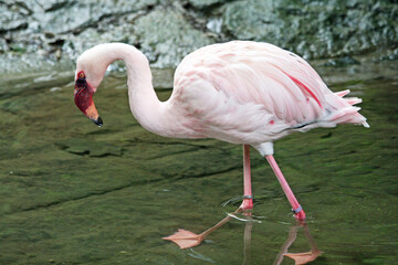 Zwergflamingo