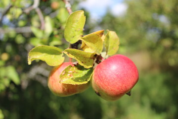 Ripe red apples hang on a branch. Autumn fruit harvest. Poured farm-grown natural apples