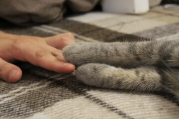Cute photo of a pet cat. Cat's paws. A man holds the cat's paws with his hands