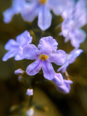 blue flower closeup