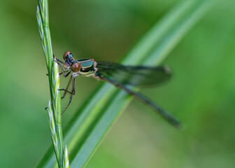 Gebänderte Prachtlibelle (Zygoptera), Hamburg, Deutschland