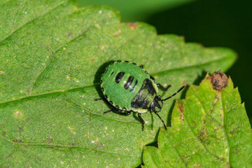 Grüne Stinkwanze (Palomena prasina), Hamburg, Deutschland