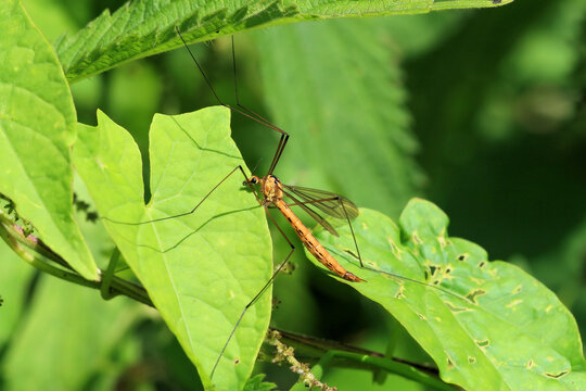 Wiesenschnake (Tipula paludosa), Hamburg, Deutschland