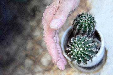 selective focus at the cactus, covered from the side with the mans hand