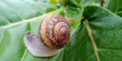 snail on a leaf
