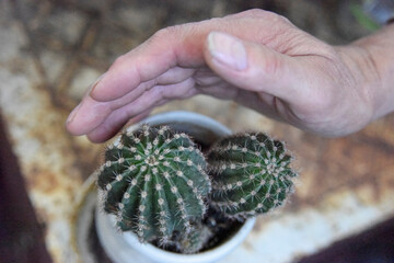 selective focus at the cactus, covered from the side with the mans hand