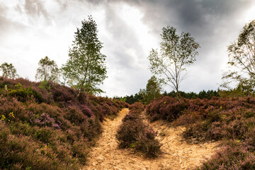 Impressions from the Fischbeker Heide near Hamburg