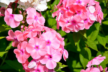 Phlox flowers close-up. Flowering shrubs in the garden on a Sunny day.