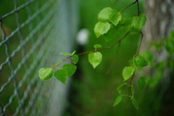 birch tree branch with fresh green leaves near mesh fence