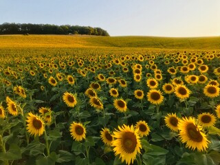 Fototapeta premium field of sunflowers