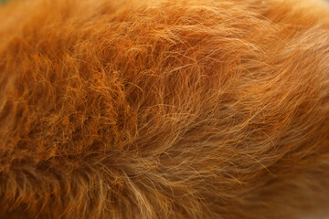 dog fur texture. red-haired, close-up. Nova Scotia Duck Tolling Retriever. 