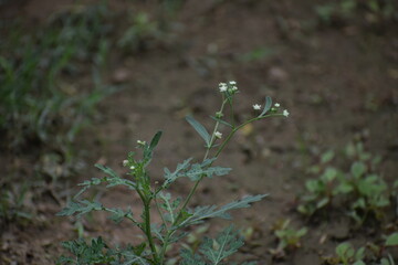Parthenium hysterophorus OR Santa Maria feverfew is a species of flowering plant in family, Asteraceae.Native to the American tropics.In India, it is locally known as carrot grass, congress grass.