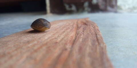 snail on a wooden board