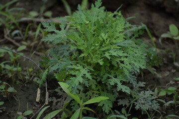 Parthenium hysterophorus OR Santa Maria feverfew is a species of flowering plant in family, Asteraceae.Native to the American tropics.In India, it is locally known as carrot grass, congress grass.