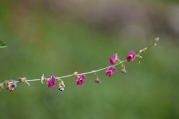 Panicled Tick Trefoil (Desmodium paniculatum) Bean family (Fabaceae). 