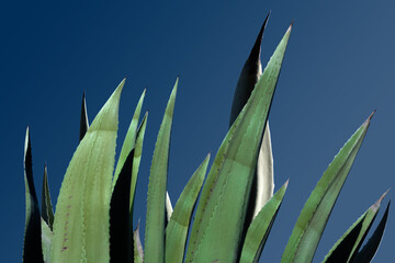 Feuilles d&rsquo;agave 