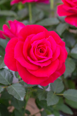 Spring outdoor blooming full bloom rose closeup，Rosa cultivars Floribunda