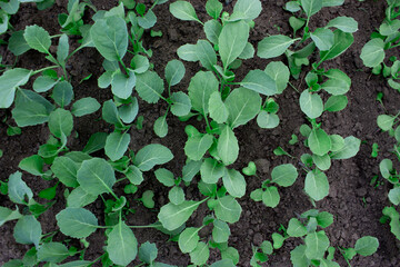 Beds of seedlings of early cabbage