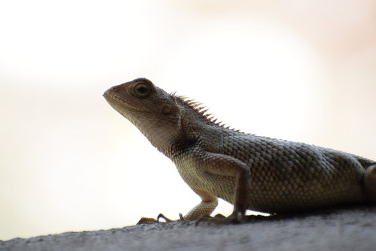 The Indian chameleon(Chamaeleo zeylanicus) is found in Sri Lanka, India, and other parts of South Asia. This species has a long tongue, feet that are shaped into bifid claspers, a prehensile tail.