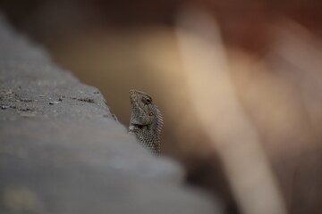 The Indian chameleon(Chamaeleo zeylanicus) is found in Sri Lanka, India, and other parts of South Asia. This species has a long tongue, feet that are shaped into bifid claspers, a prehensile tail.