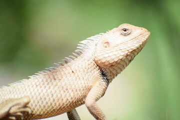 The Indian chameleon(Chamaeleo zeylanicus) is found in Sri Lanka, India, and other parts of South Asia. This species has a long tongue, feet that are shaped into bifid claspers, a prehensile tail.