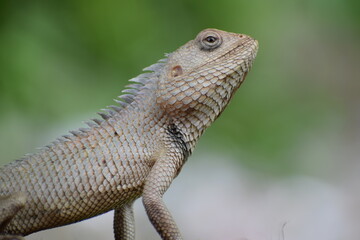 The Indian chameleon(Chamaeleo zeylanicus) is found in Sri Lanka, India, and other parts of South Asia. This species has a long tongue, feet that are shaped into bifid claspers, a prehensile tail.