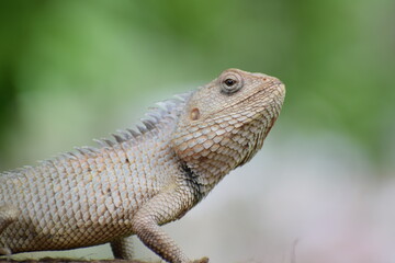 The Indian chameleon(Chamaeleo zeylanicus) is found in Sri Lanka, India, and other parts of South Asia. This species has a long tongue, feet that are shaped into bifid claspers, a prehensile tail.