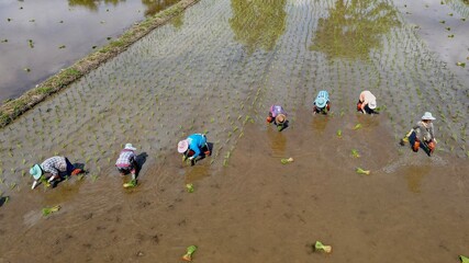 Drone aerial view of  farmers planting rice at the watered paddy fields of  Chiang Rai in Northern Thailand. The young rice plants are brought from the nursery fields to the watered fields.