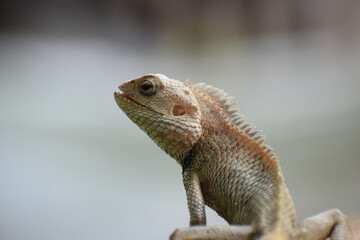 The Indian chameleon(Chamaeleo zeylanicus) is found in Sri Lanka, India, and other parts of South Asia. This species has a long tongue, feet that are shaped into bifid claspers, a prehensile tail.