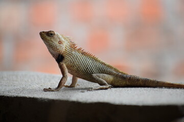 The Indian chameleon(Chamaeleo zeylanicus) is found in Sri Lanka, India, and other parts of South Asia. This species has a long tongue, feet that are shaped into bifid claspers, a prehensile tail.