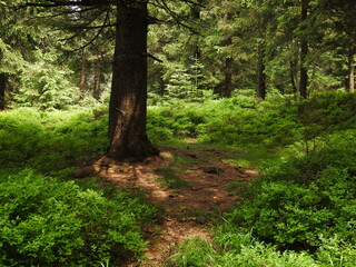 Góra Wielka Sowa - las na zboczach © Dariusz