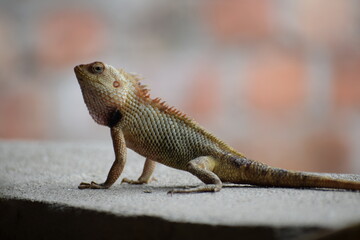 The Indian chameleon(Chamaeleo zeylanicus) is found in Sri Lanka, India, and other parts of South Asia. This species has a long tongue, feet that are shaped into bifid claspers, a prehensile tail.