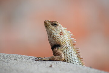 The Indian chameleon(Chamaeleo zeylanicus) is found in Sri Lanka, India, and other parts of South Asia. This species has a long tongue, feet that are shaped into bifid claspers, a prehensile tail.