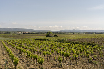 Fototapeta na wymiar View of some vineyards in south of France