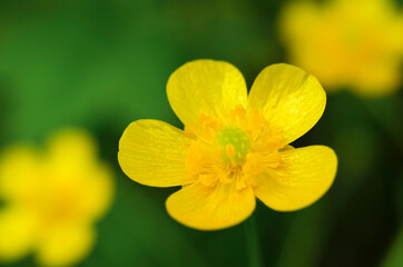 Yellow buttercup in the meadow closeup. Defocused. Flowers. Green and yellow.