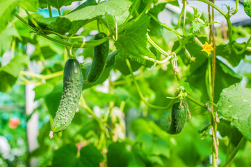 Several ripe cucumbers are growing in the greenhouse. Close-up
