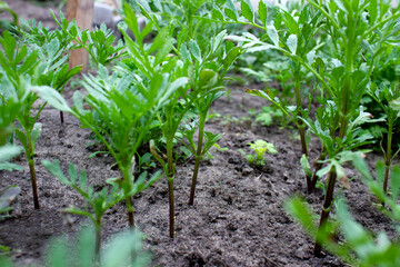 The seedlings of the marigolds. Very small plant of marigold.