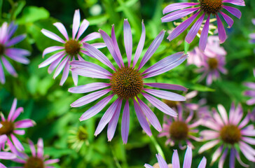 Graceful, delicate, round purple flowers grow in nature. Green background. View from above. Close-up