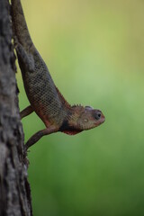The Indian chameleon(Chamaeleo zeylanicus) is found in Sri Lanka, India, and other parts of South Asia. This species has a long tongue, feet that are shaped into bifid claspers, a prehensile tail.