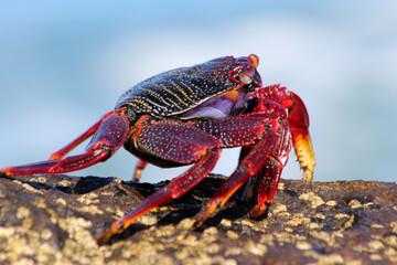 rote_Klippenkrabbe