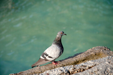 The head of a pigeons with red eyes. Ornamental pool.