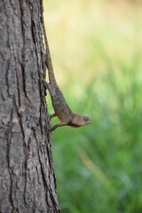 The Indian chameleon(Chamaeleo zeylanicus) is found in Sri Lanka, India, and other parts of South Asia. This species has a long tongue, feet that are shaped into bifid claspers, a prehensile tail.