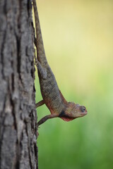 The Indian chameleon(Chamaeleo zeylanicus) is found in Sri Lanka, India, and other parts of South Asia. This species has a long tongue, feet that are shaped into bifid claspers, a prehensile tail.