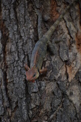 The Indian chameleon(Chamaeleo zeylanicus) is found in Sri Lanka, India, and other parts of South Asia. This species has a long tongue, feet that are shaped into bifid claspers, a prehensile tail.