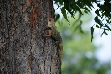 The Indian chameleon(Chamaeleo zeylanicus) is found in Sri Lanka, India, and other parts of South Asia. This species has a long tongue, feet that are shaped into bifid claspers, a prehensile tail.