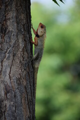 The Indian chameleon(Chamaeleo zeylanicus) is found in Sri Lanka, India, and other parts of South Asia. This species has a long tongue, feet that are shaped into bifid claspers, a prehensile tail.