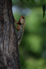 The Indian chameleon(Chamaeleo zeylanicus) is found in Sri Lanka, India, and other parts of South Asia. This species has a long tongue, feet that are shaped into bifid claspers, a prehensile tail.